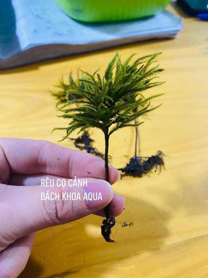 Rêu cọ cảnh