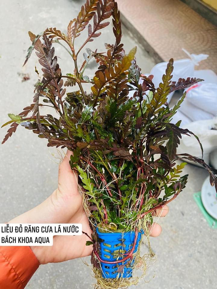Liễu đỏ lá nước