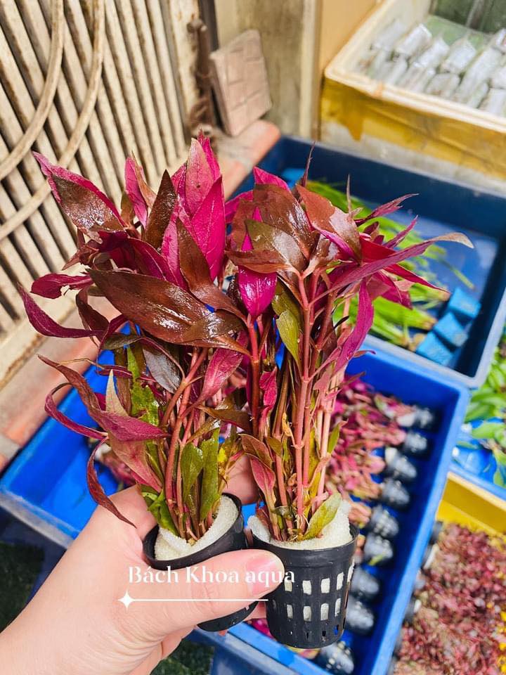 Huyết Tâm Lan lá nước