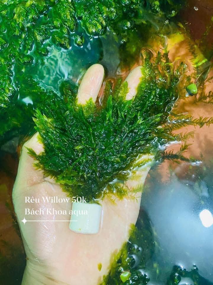 Rêu Willow