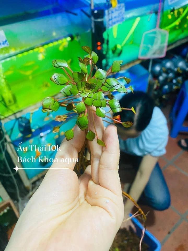 Ấu thái