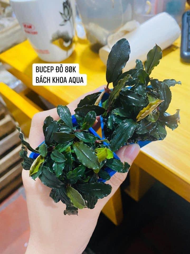 Cây thủy sinh - Bucep