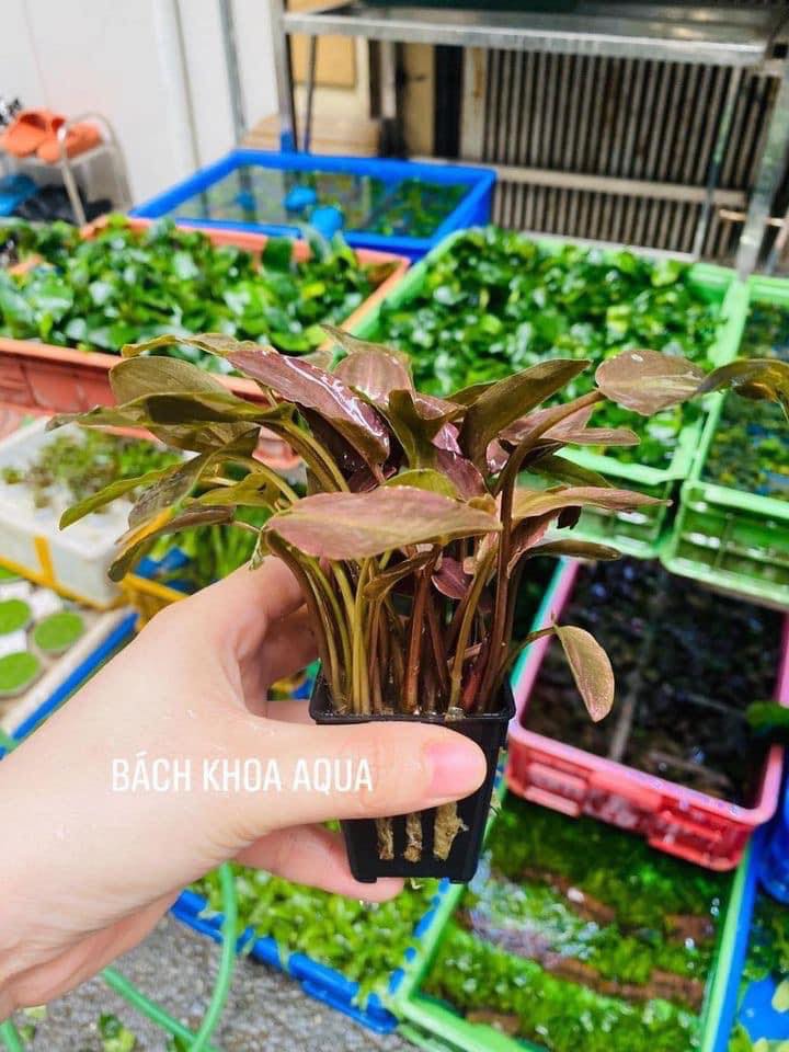 Tiêu thảo Lagendra đỏ