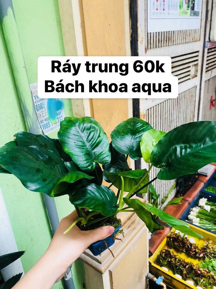 Ráy trung