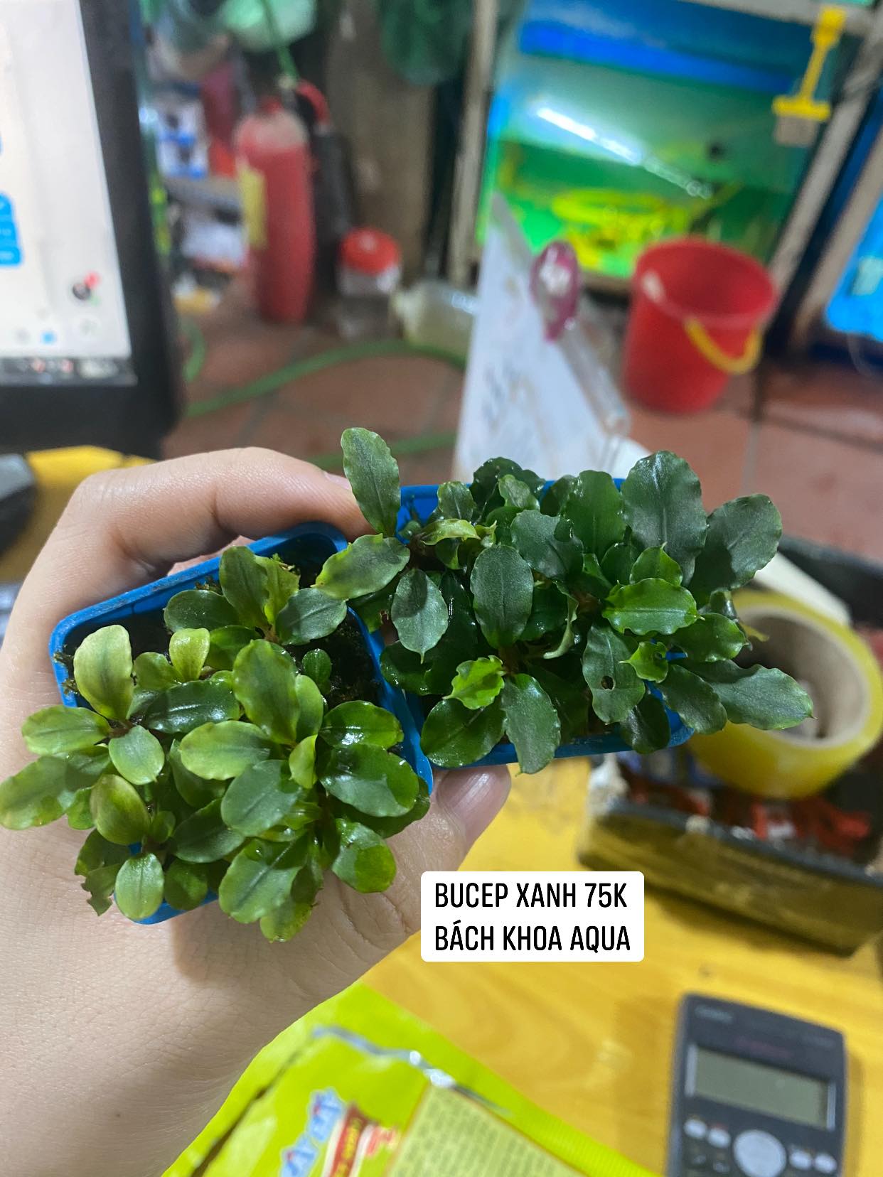 Bucep xanh