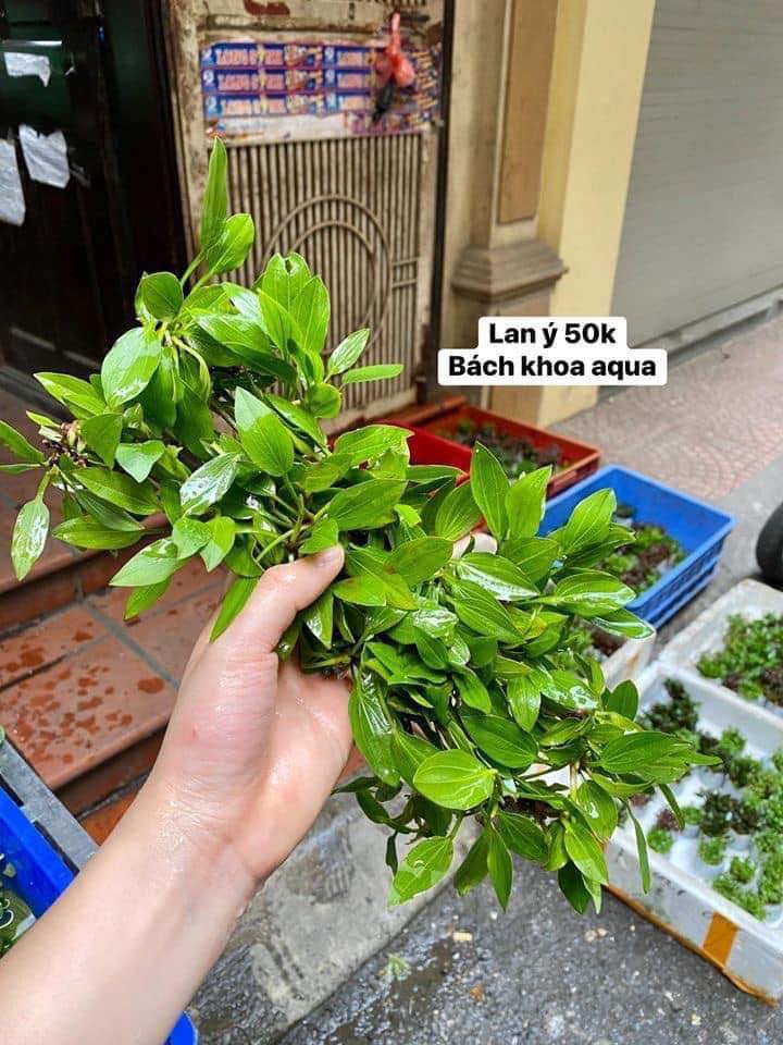 Lan Ý