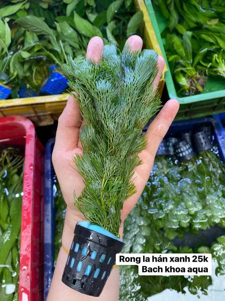 Rong la hán xanh