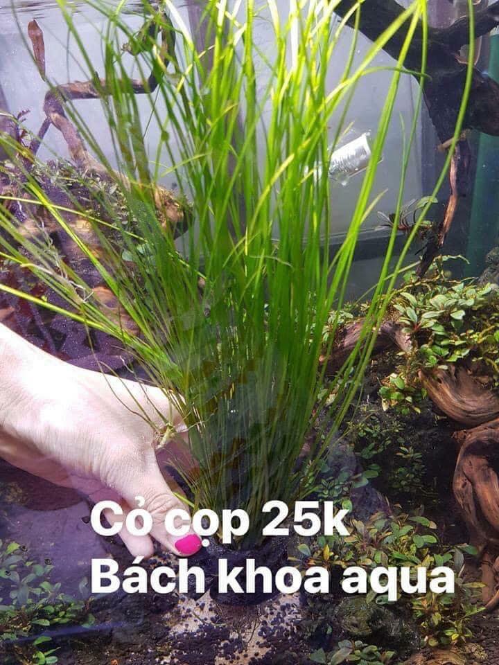 Cỏ cọp