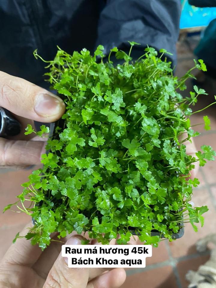 Rau má hương