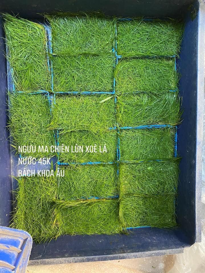 Ngưu ma chiên lùn xòe lá nước
