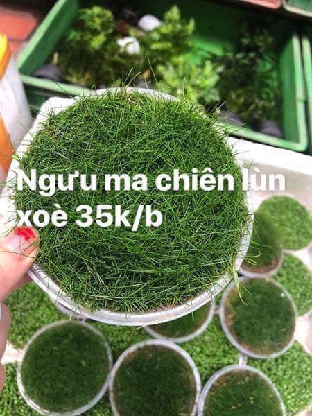 Ngưu ma chiên lùn xòe cạn