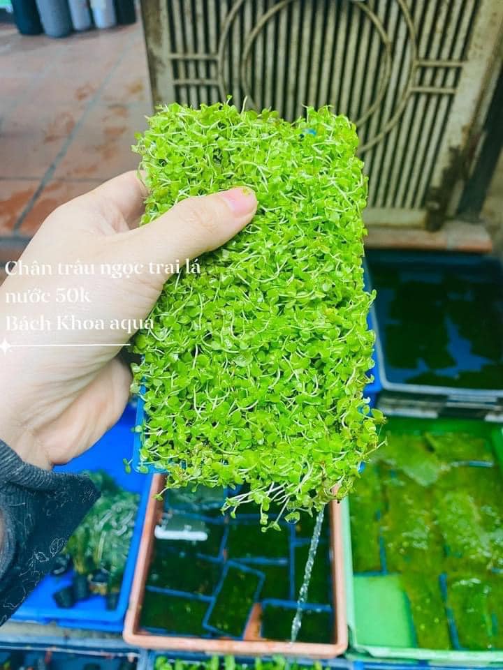 Chân trâu ngọc trai lá nước