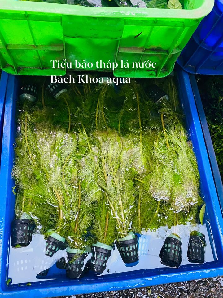 Tiểu bảo tháp lá nước