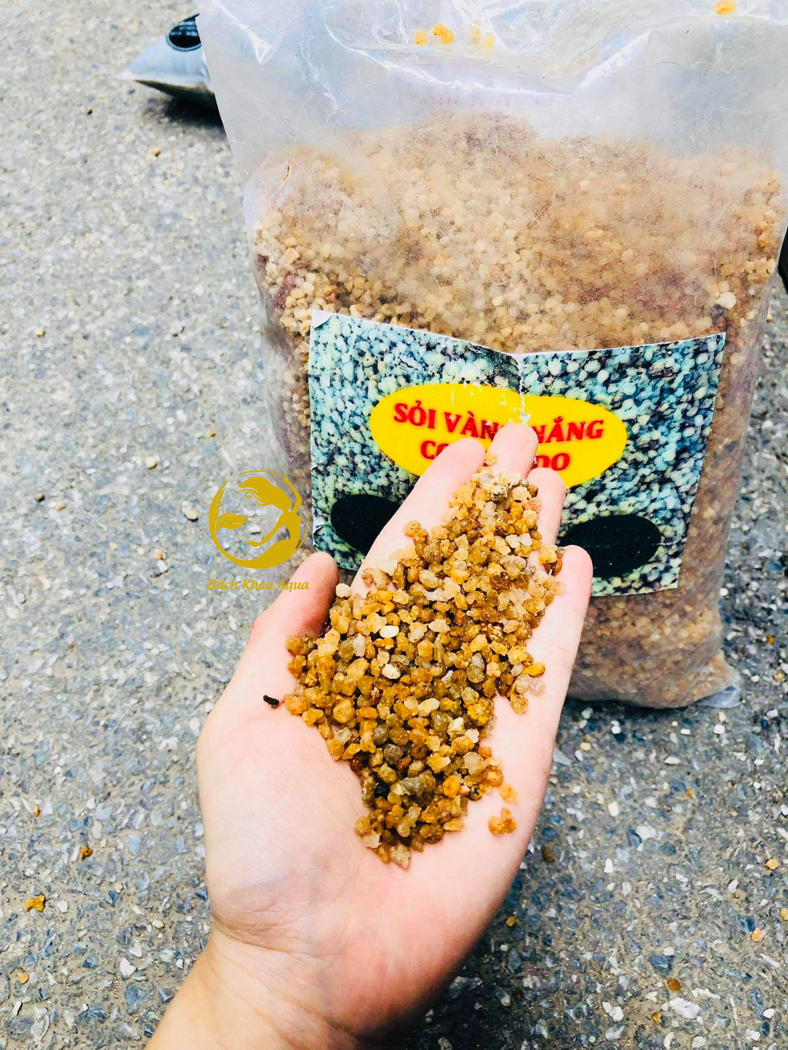 ( N.M.F ) Sỏi Nắng Vàng