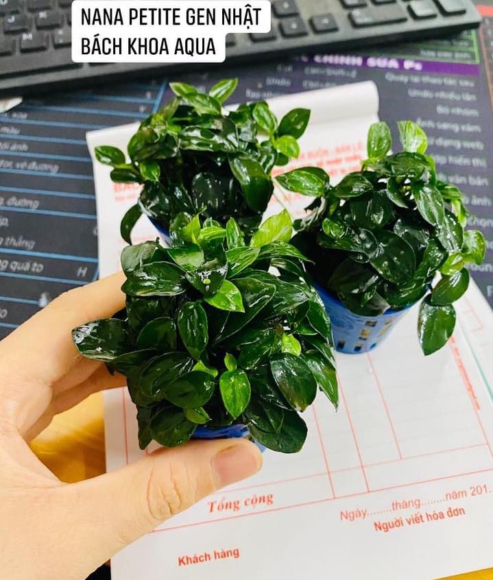 Nana Petite gen Nhật