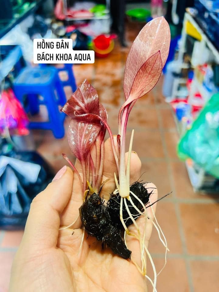 Cây Hồng Đản