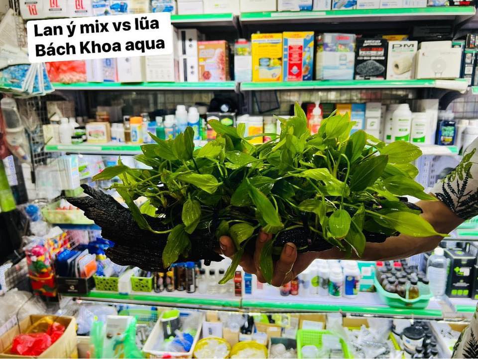 Combo Lan Ý mix lũa
