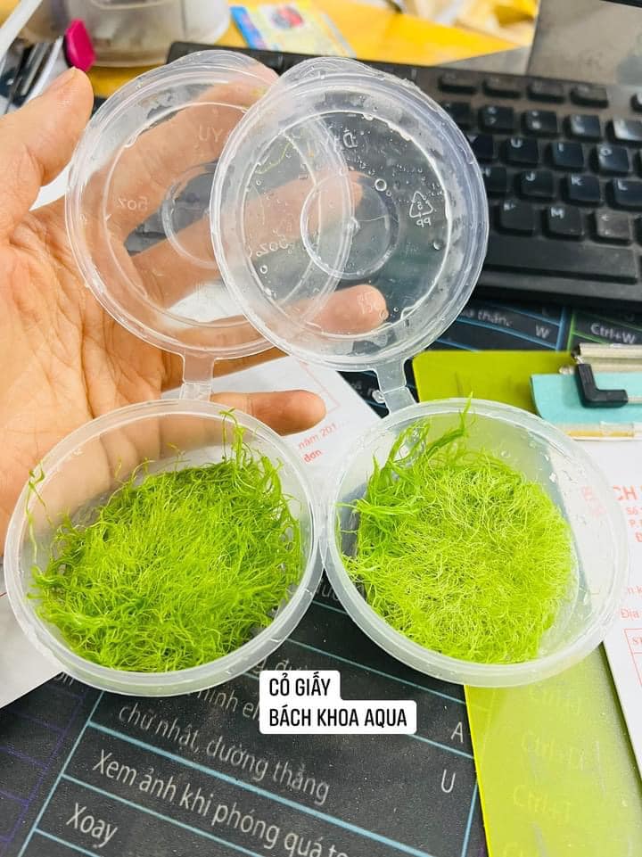 Cây Cỏ Giấy