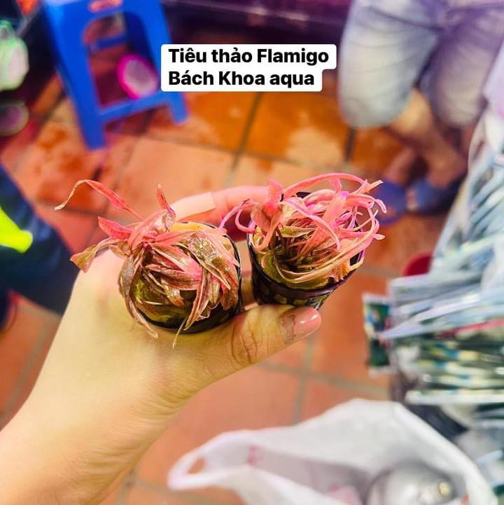 Tiêu thảo Flamigo
