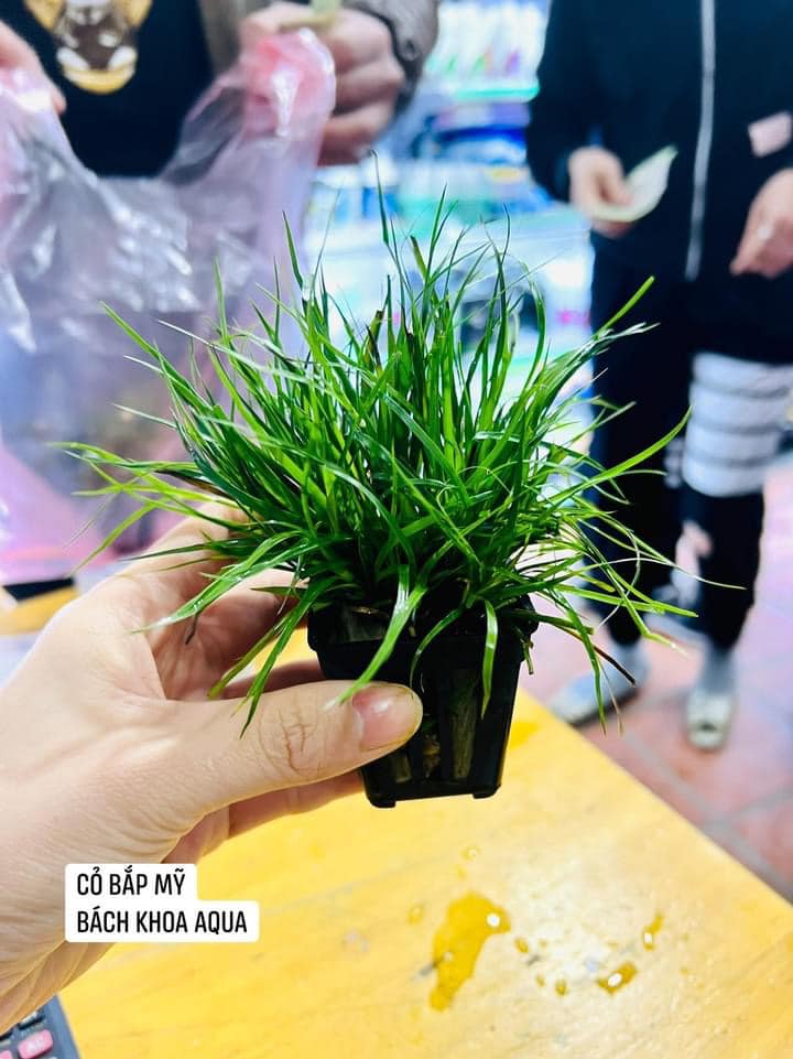 Cây thủy sinh - Cỏ Bắp Mỹ