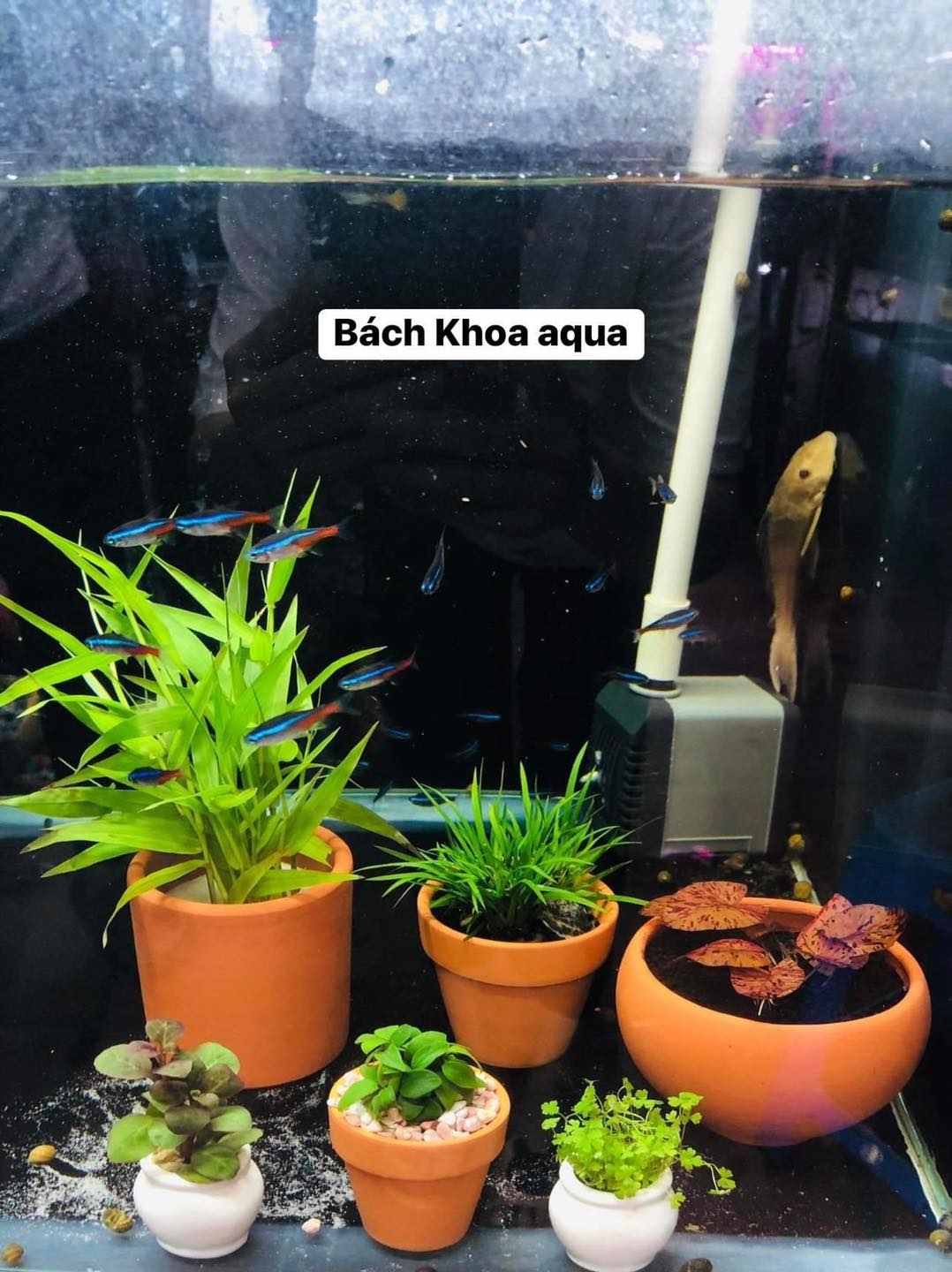 Cốc gốm trồng cây trong bể cá hoặc trồng cây cảnh