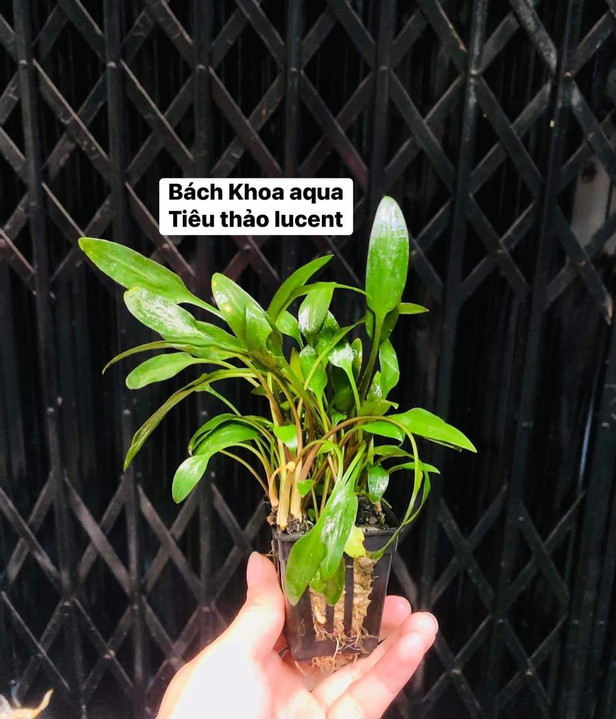 Tiêu thảo Lucent