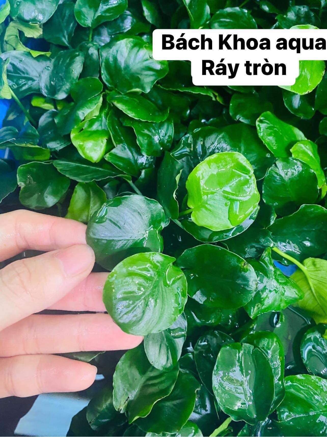 Ráy lá tròn | Bách Khoa Aqua - Bể Thuỷ Sinh - Phụ Kiện Bể Cá - Cây Thuỷ ...