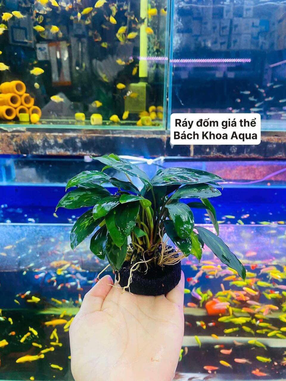 Ráy đốm giá thể | Bách Khoa Aqua - Bể Thuỷ Sinh - Phụ Kiện Bể Cá - Cây ...