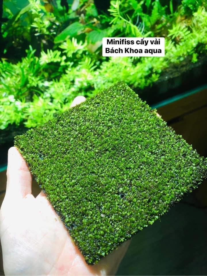 Rêu Minifiss cấy vải 10x10cm tiện lợi cho bể thủy sinh