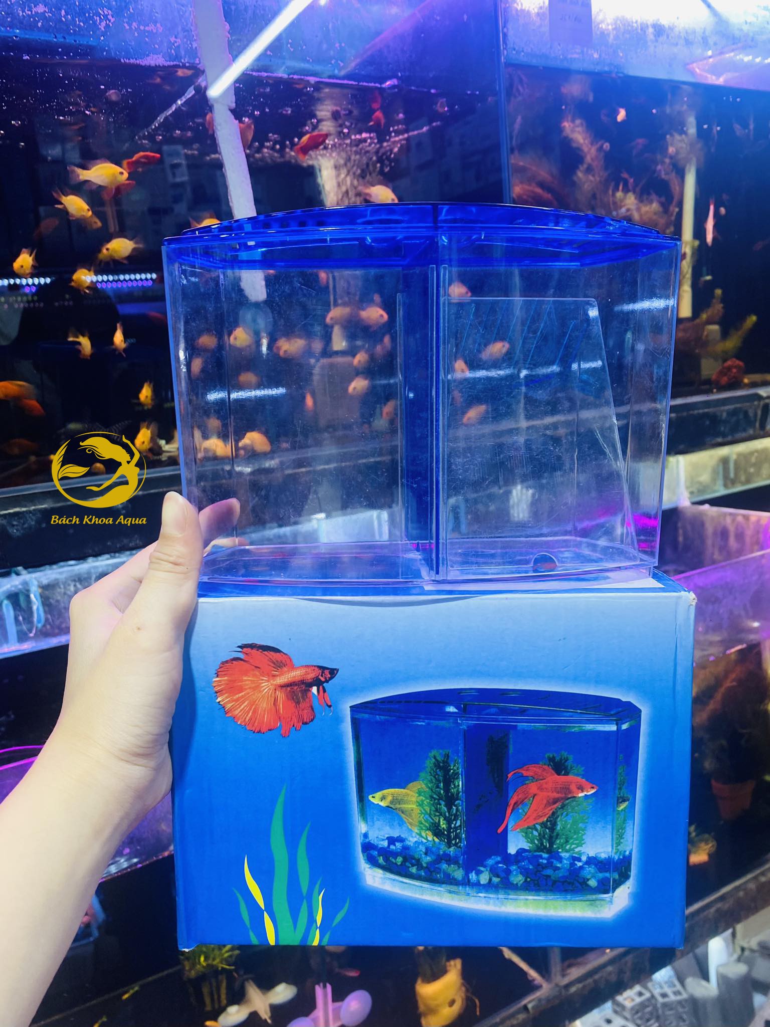 Lồng cá chọi tách 2 ngăn để bàn